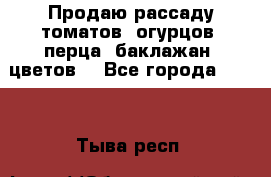 Продаю рассаду томатов, огурцов, перца, баклажан, цветов  - Все города  »    . Тыва респ.